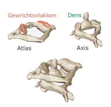De atlas en de axis van de nek